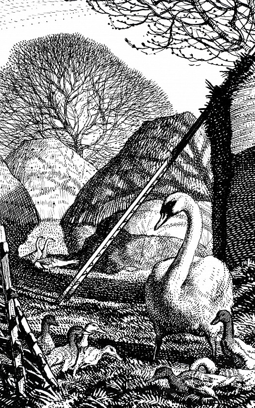 The Ungrateful Swan