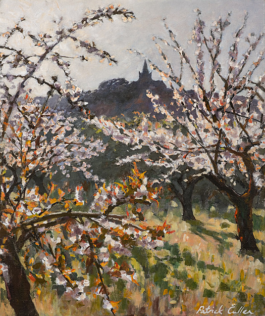 Cherry Orchard near Bonnieux, Provence