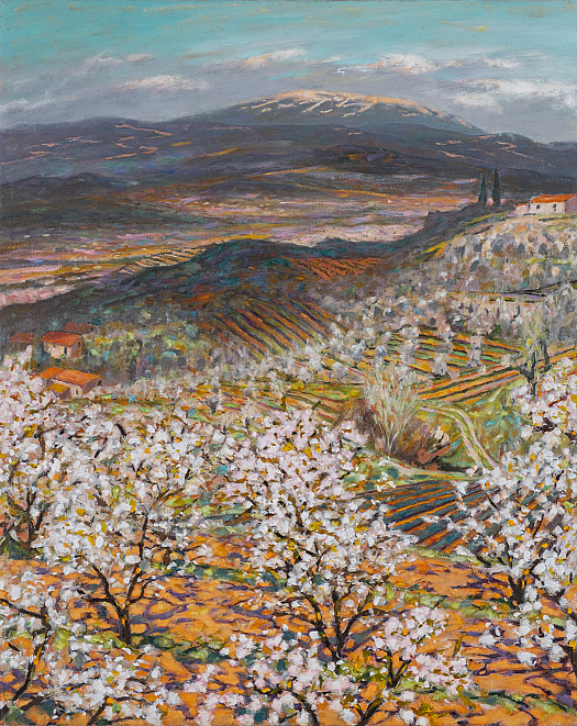 Orchards in Spring, Cloud Shadows, Mont Ventoux