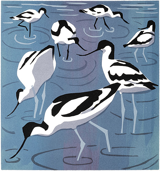 Avocets