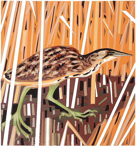 Bittern Reedbed