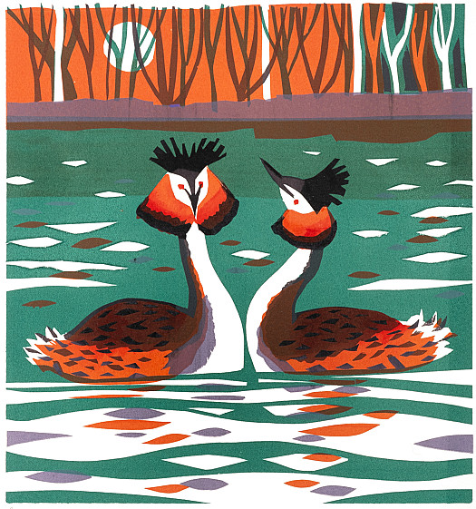 Great Crested Grebe Pair