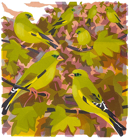 Greenfinches