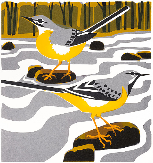 Grey Wagtail