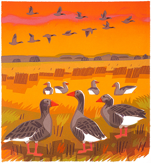 Greylags