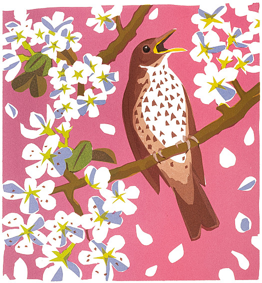 Song Thrush Blossom