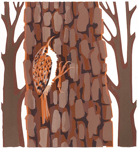 Tree Creeper