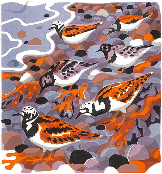 Turnstones