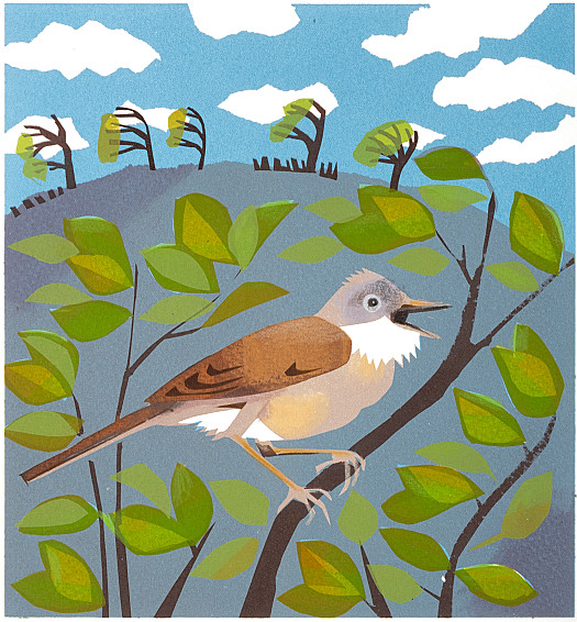 Whitethroat