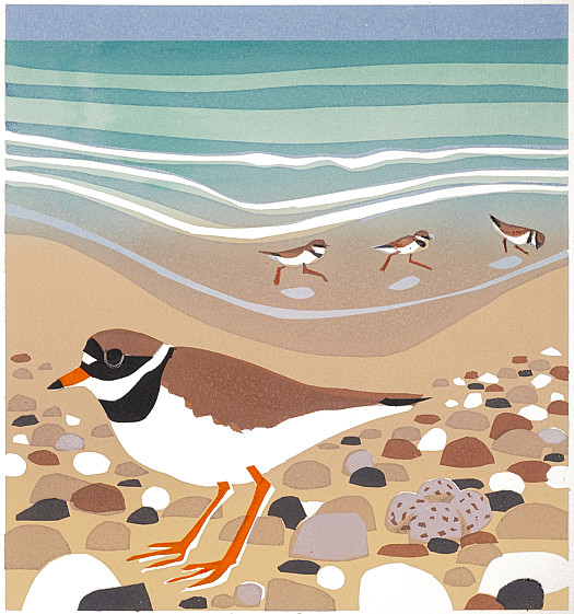 Ringed Plover