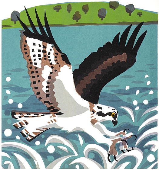 Osprey