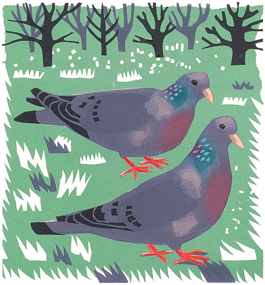 Stock Doves