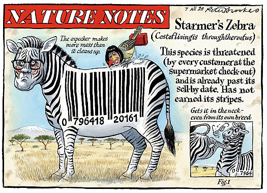 Nature Notes
Starmer's Zebra