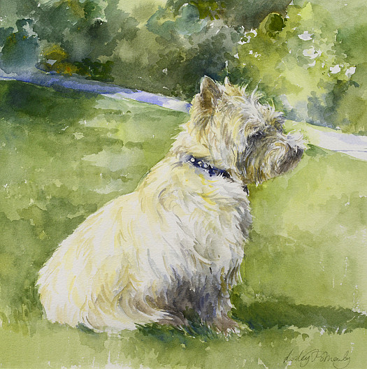 West Highland Terrier