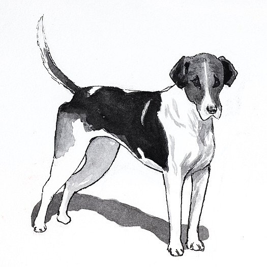 English Foxhound