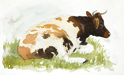 Cow Resting