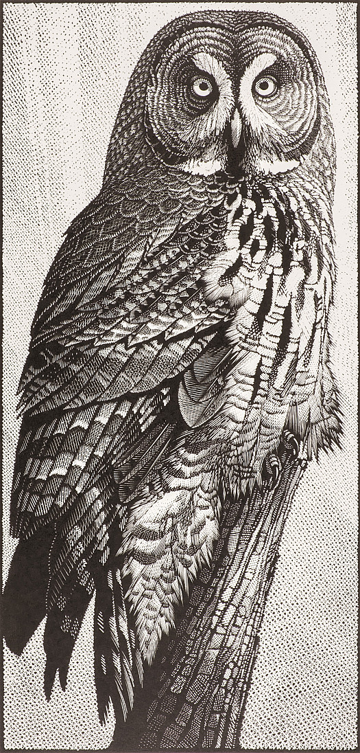 Great Grey Owl