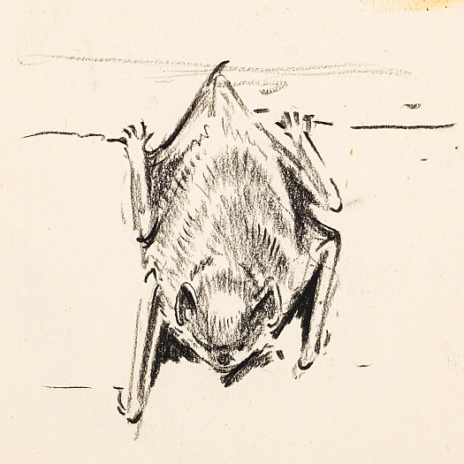 Pipistrelle Bat