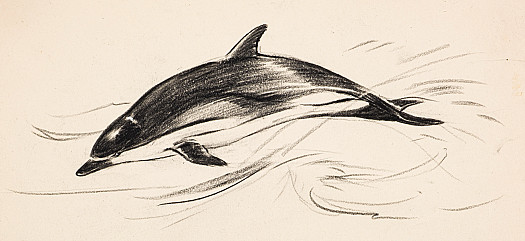 Common Dolphin