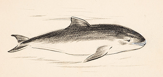 Common Porpoise