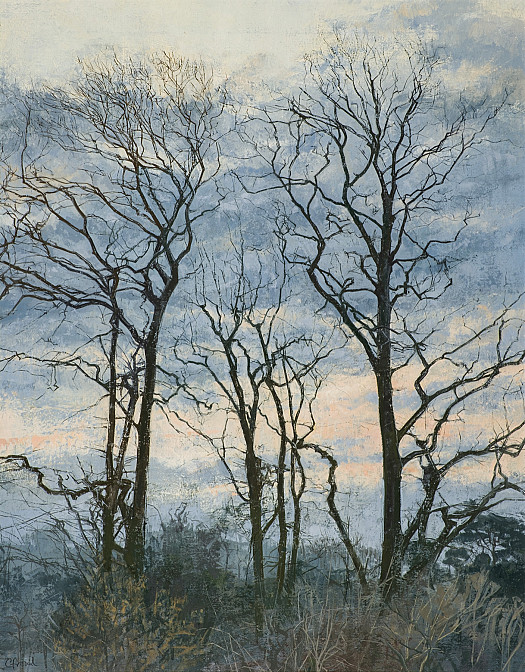 Beech Trees at Dusk