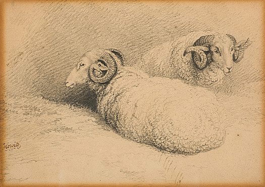 Two Sheep