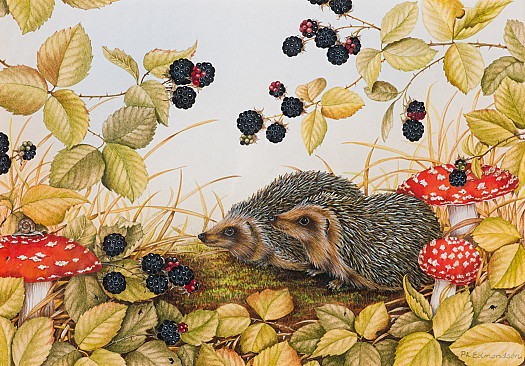 Hedgehogs and Blackberries