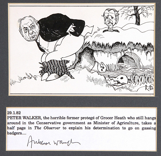 Peter Walker, the Horrible Former Protege of Grocer Heath Who Still Hangs Around In the Conservative Government as Minister of Agriculture, Takes a Half Page In the Observer to Explain His Determination to Go On Gassing Badgers
