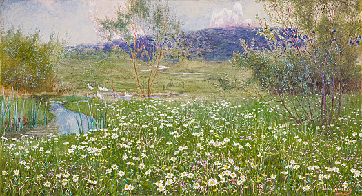 The Daisy Meadow