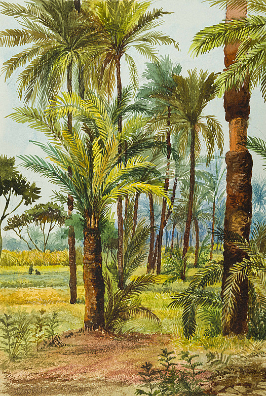 Among the Palm Trees