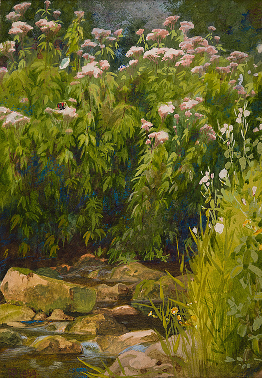 Hemp Agrimony, Japan