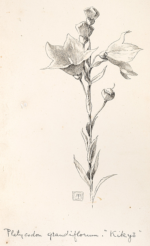Platycodon Grandiflorum, &quot;Kikyo&quot;