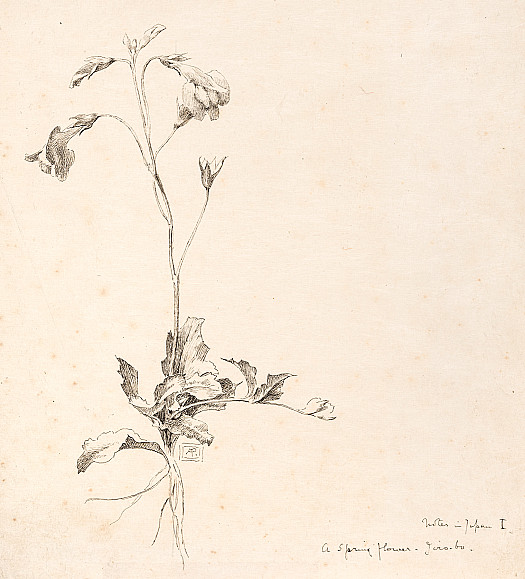 A Spring Flower &ndash; Jiro-Bo