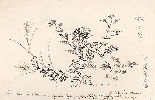 The Seven Beautiful Flowers of Late Summer