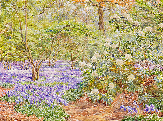 Rhododendron and Bluebells, Oxhey Grange