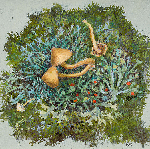 Lichen and Mushrooms