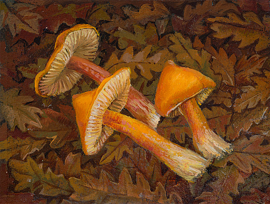Funghi