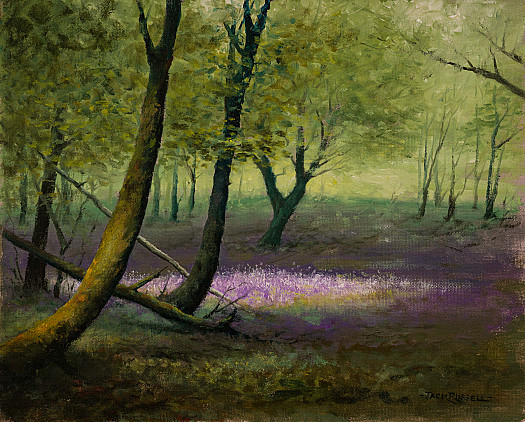 Bluebell Spotlight