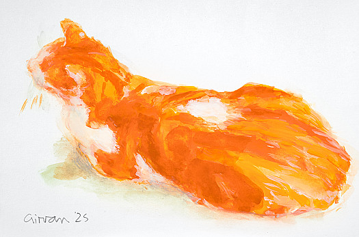 Ginger &amp; White Cat