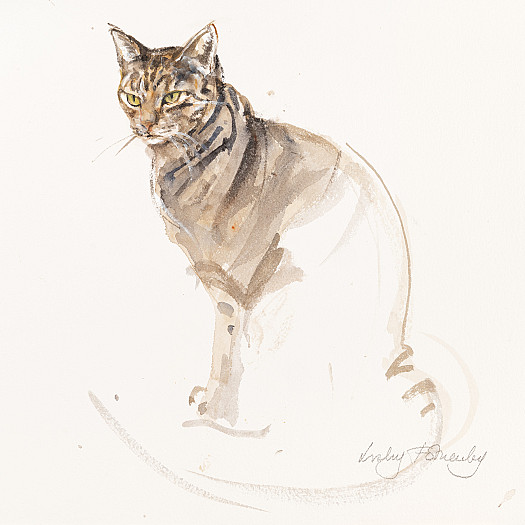 Study of Tabby