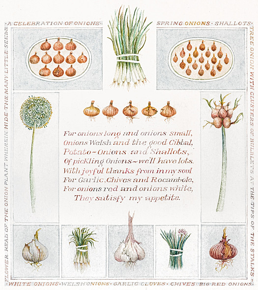A Celebration of Onions