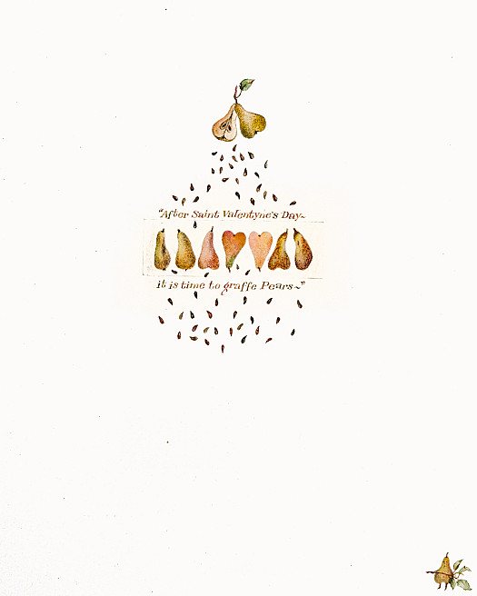 After Saint Valentyne's Day &ndash; it is time to graffe pears