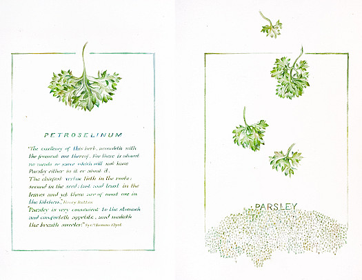 Petroselinum or Parsley