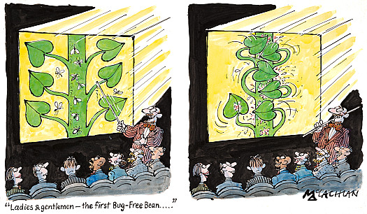 Ladies &amp; Gentlemen &ndash; the first Bug-Free Bean