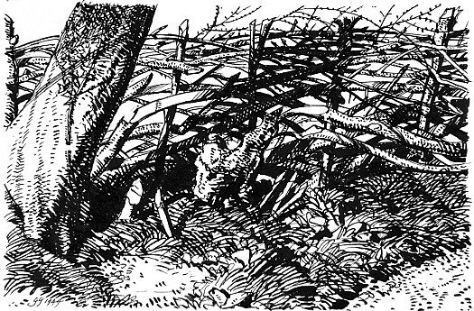 The Hedges Tell a Story