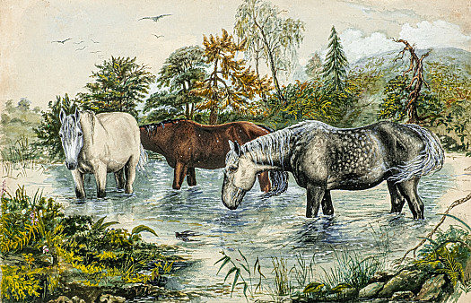 Horses Watering
