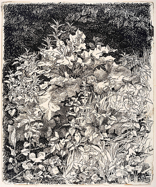 Foliage in the garden