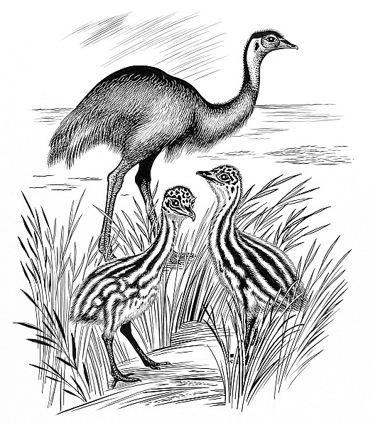 The Emu