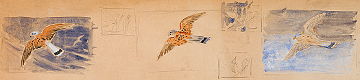 Kestrel in Flight