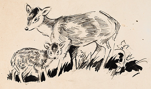 Muntjac Doe and Fawn